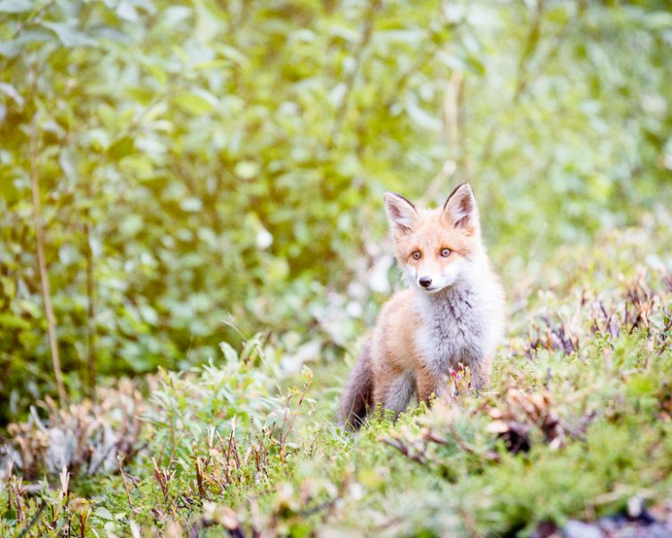 Red fox cub. Photo: Carl-Johan Utsi