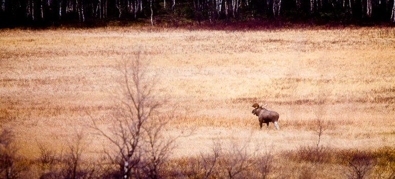 Bull moose, Rápavuopmi - Sápmi, october. Photo: Carl-Johan Utsi