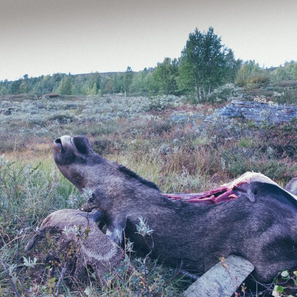 Moose hunting in the far remote regions. Sallohaure, - Sápmi. Photo: Carl-Johan Utsi.