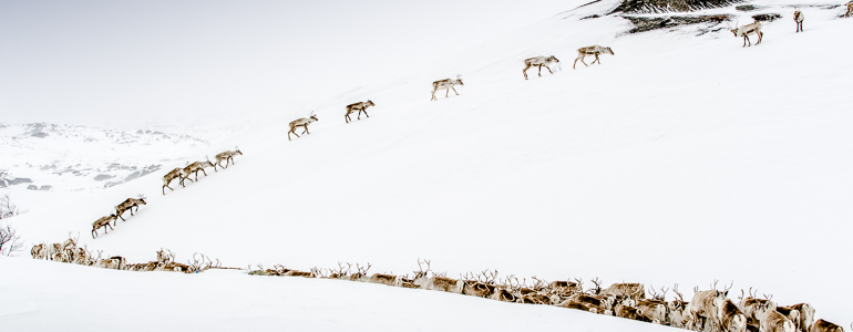 Photo: Carl-Johan Utsi